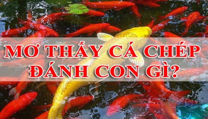 Những con số thú vị khi nằm mơ thấy cá chép
