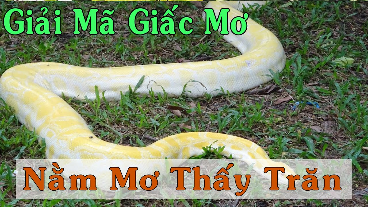 Mơ thấy con trăn đánh đề số bao nhiêu? Ý nghĩa ẩn chứa sau giấc mơ thấy trăn?