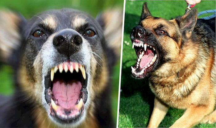 Chó cắn nhau trong giấc mơ là điềm không may