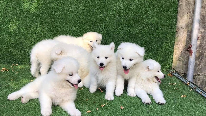 Bạn ngủ mơ thấy đàn chó con cho thấy bạn là người rất vô tư, vui tính