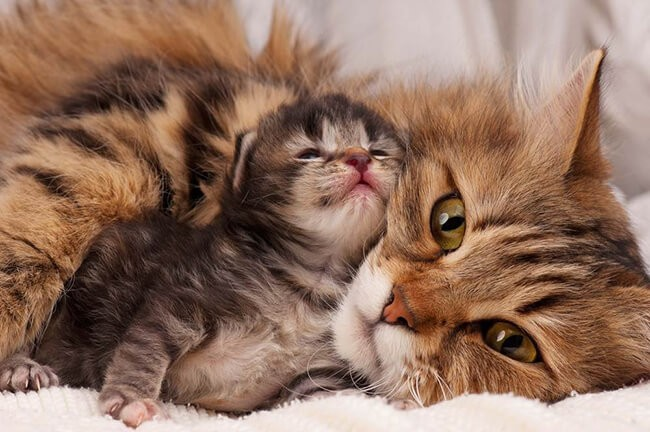 Chiêm bao thấy mèo đẻ còn có nhiều trường hợp khác