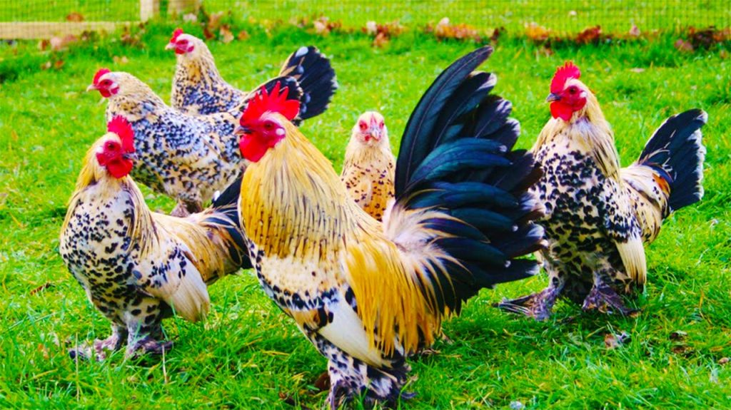 Nằm mơ thấy con gà thường mang nhiều điềm báo khác nhau