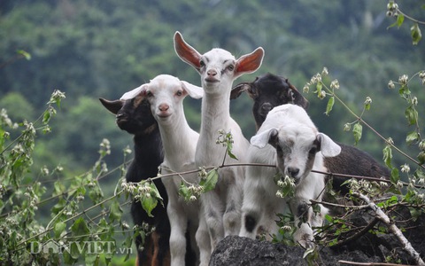 Mơ thấy một đàn dê rất lớn có nhiều con